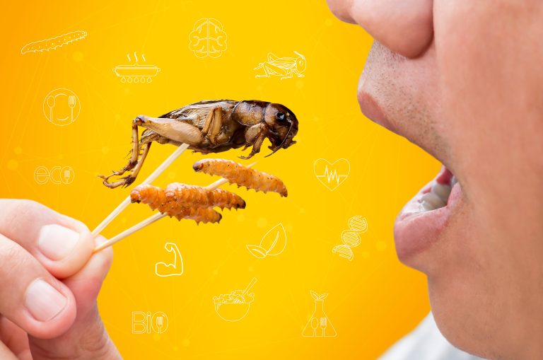 Insekter – snart på en tallrik nära dig
