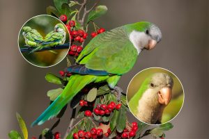 Munkparakiten – kustens invasiva papegoja