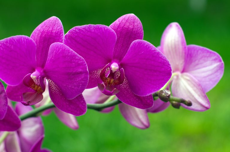 Besök Europas största orkidarium i Estepona