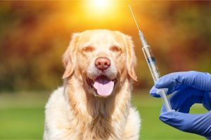 Málagas veterinärer varnar för ökad rabiesrisk