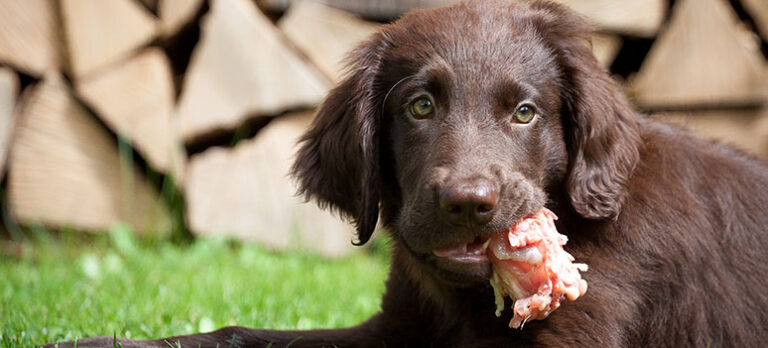 Kan man utfodra sin hund med råa ben och kött?
