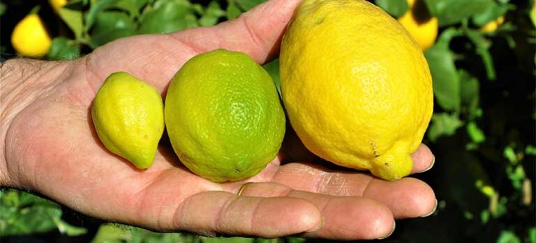 Sabor a Málaga: Citroner