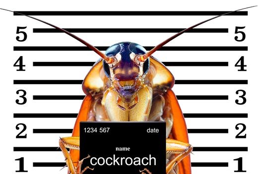 kakerlak