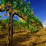 En resa till några av Andalusiens mest spektakulära vingårdar