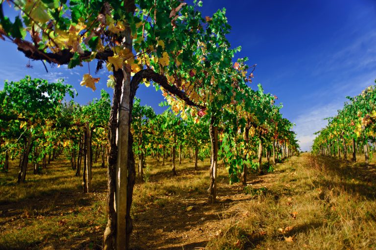 En resa till några av Andalusiens mest spektakulära vingårdar