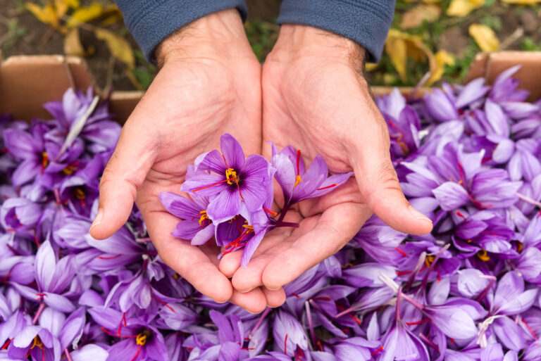 Flowers,Of,Saffron,Collection.,Crocus,Sativus,,Commonly,Known,As,The