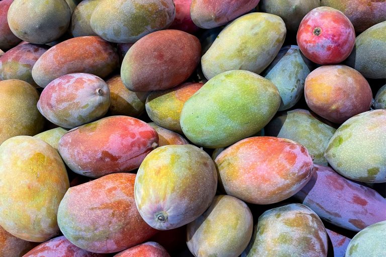Immun mot torkan? Mer odling av mango i Axarquía