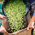 Näst sämsta olivskörden på 100 år