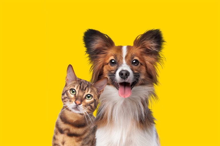 Las Camelias – din veterinärklinik när din ”pälskling” behöver vård!