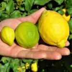 Sabor a Málaga: Citroner