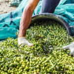 Sämsta olivskörden på 100 år