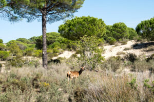 Unesco mot lagförslag om ökad jordbruksbevattning i nationalparken Doñana