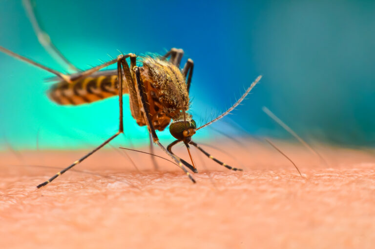 Mosquito Alert – ”Blir du stucken, anmäl det!”