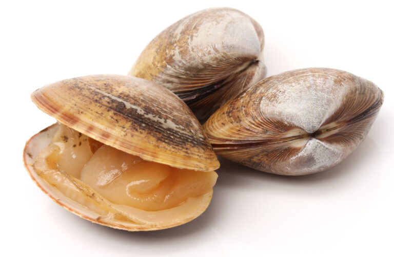 Stacked,Fresh,Raw,Clams,On,White,Background