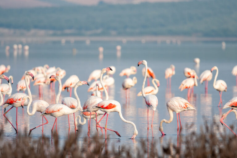 Flamingor återvänder till Málaga