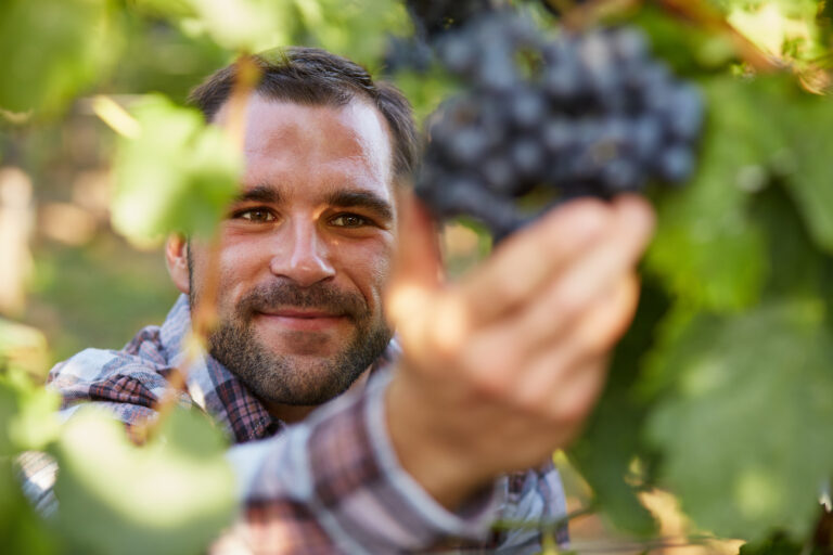 Winemaker,In,Vineyard,Picking,Blue,Grapes