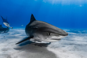 Hajar i Medelhavet – myter och fakta
