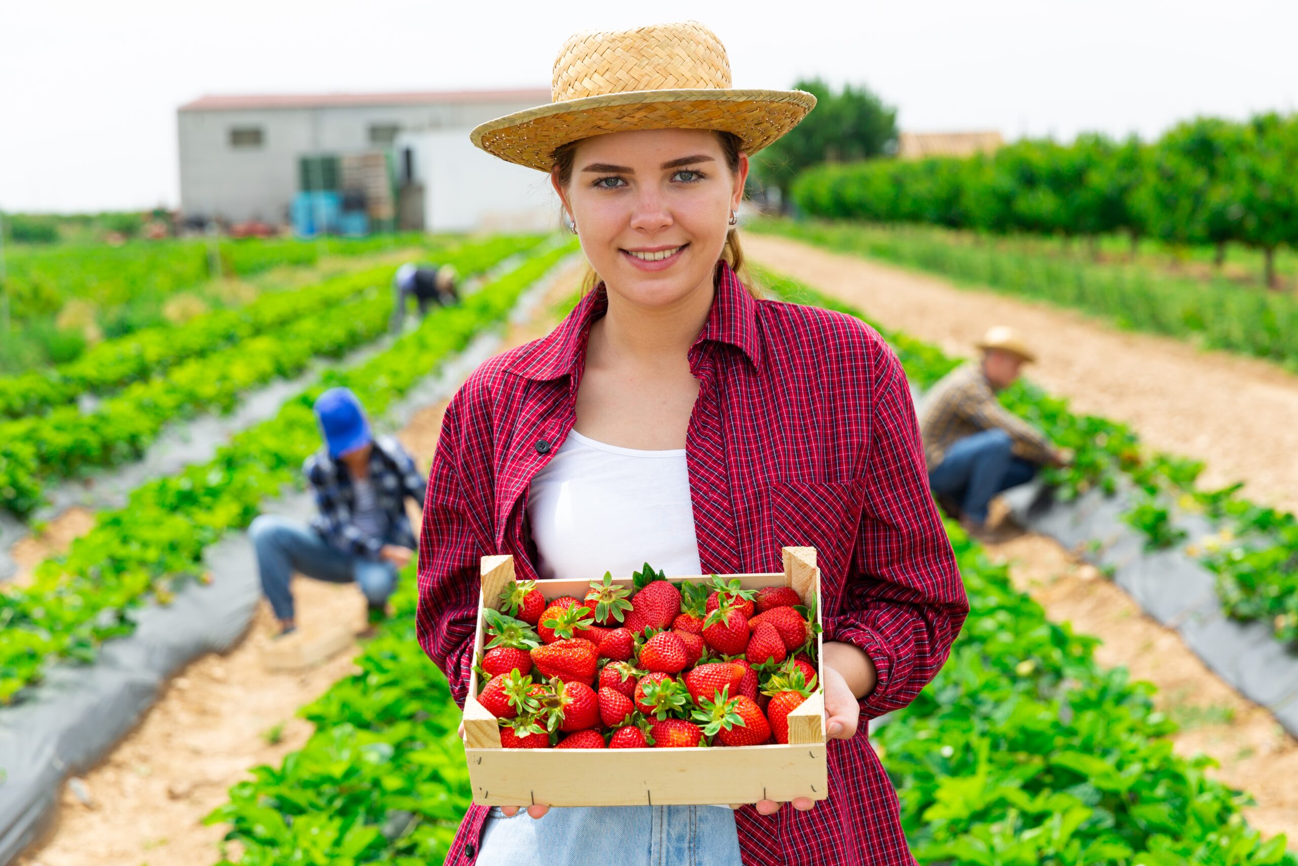 Strawberries forever