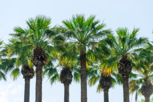 Nya palmer på Palm-avenyn