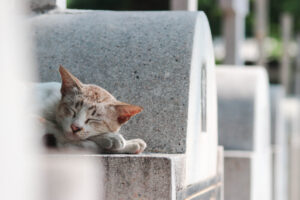 Málaga inviger Spaniens första offentliga djurkyrkogård