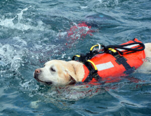 Hundar arbetar som livräddare i Torre del Mar