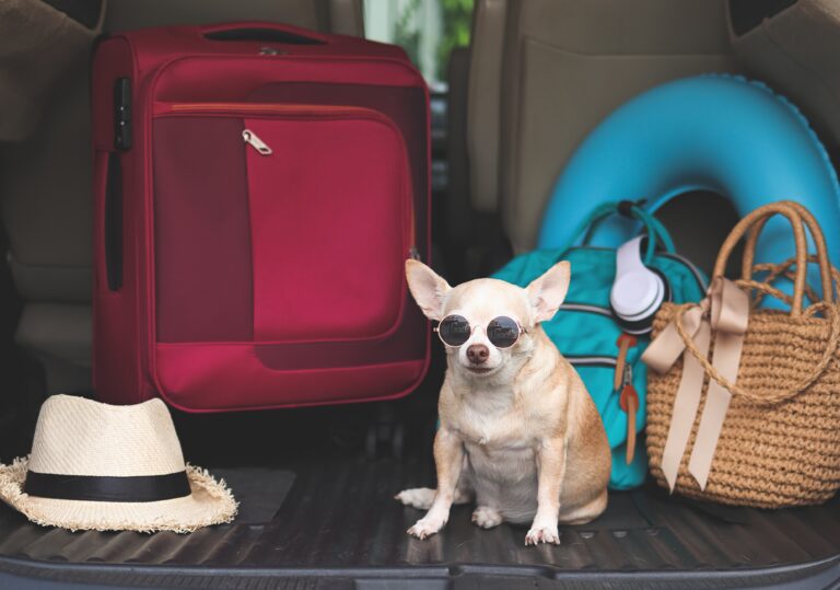 Portrait,Of,Brown,Short,Hair,Chihuahua,Dog,Wearing,Sunglasses,,Sitting