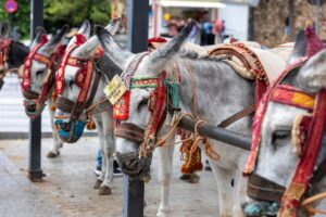 Nytt rekreationsområde för åsnor i Mijas