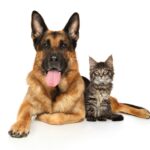 Veterinär Las Camelias: “Förebyggande vård är viktig”