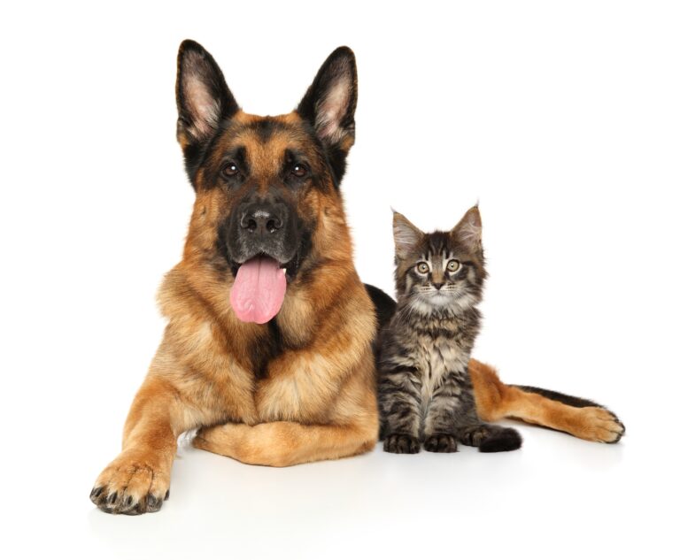Cat,And,Dog,Lie,Together,On,A,White,Background