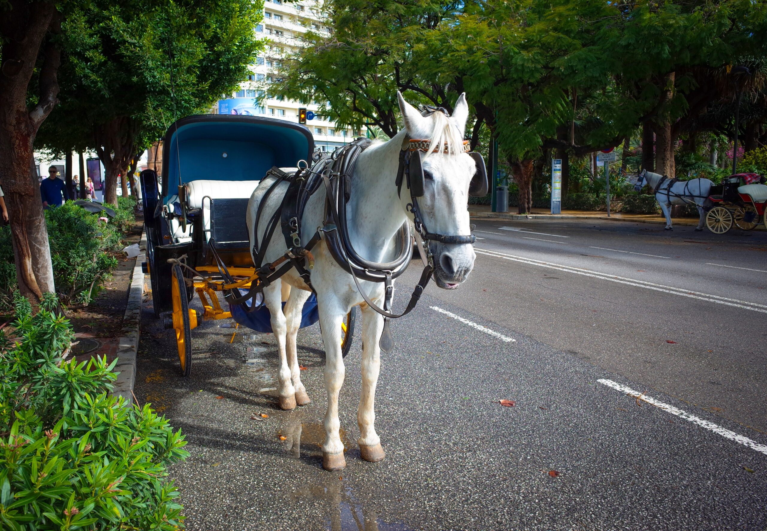 Aktuell kommentar: Djurvälfärd – med död som följd
