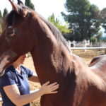 Drömmen lever på Cortijo San Antonio