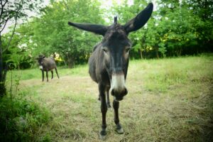 Rekreationspark för åsnor i Mijas